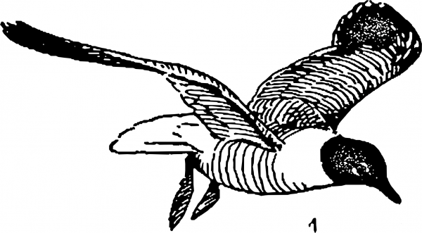 Vintage Laughing Gulls coloring page image