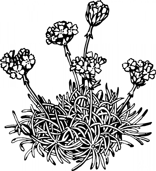 Vintage Leadwort coloring page image
