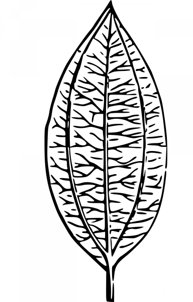 Vintage Leaf coloring page image