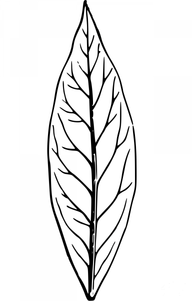 Vintage Leaf coloring page image