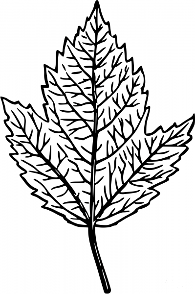 Vintage Leaf coloring page image