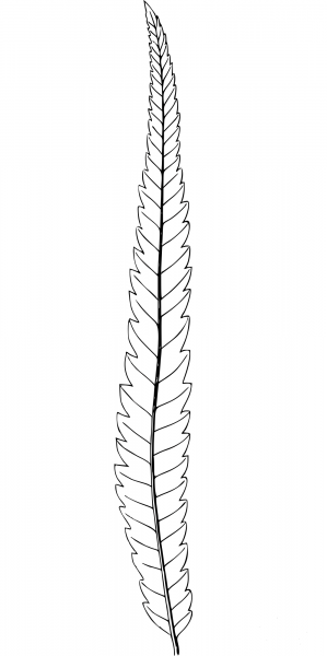 Vintage Leaf coloring page image