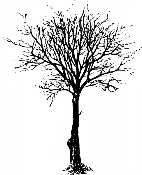 Vintage Leafless Tree coloring page image