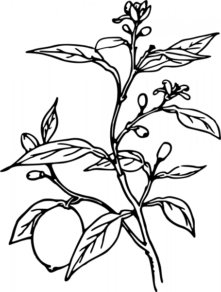 Vintage Lemon Tree coloring page image