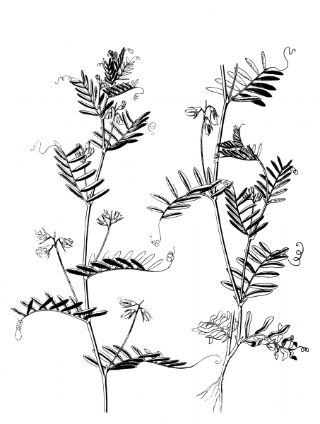 Vintage Lentil Plants coloring page image