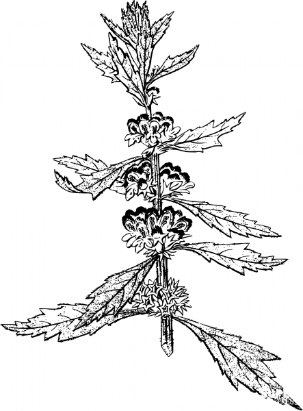 Vintage Leonurus Royleanus coloring page image