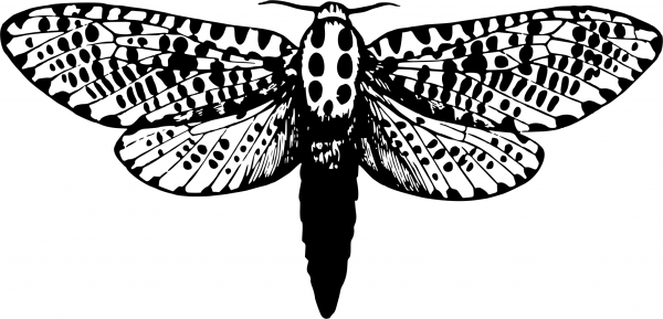 Vintage Leopard Moth coloring page image