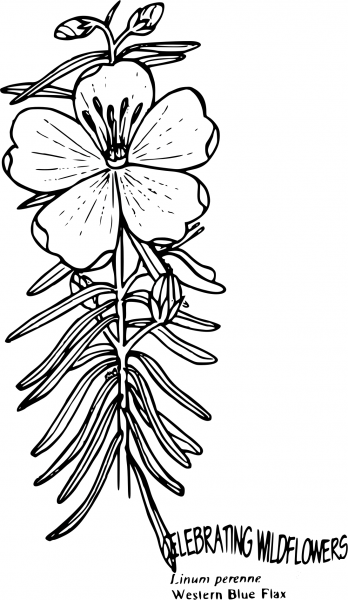 Vintage Linum Perenne coloring page image