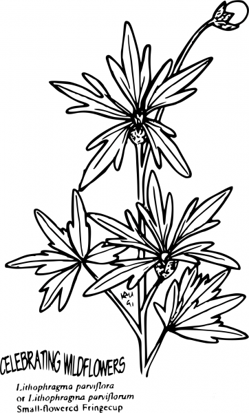 Vintage Lithophragma Parviflora coloring page image