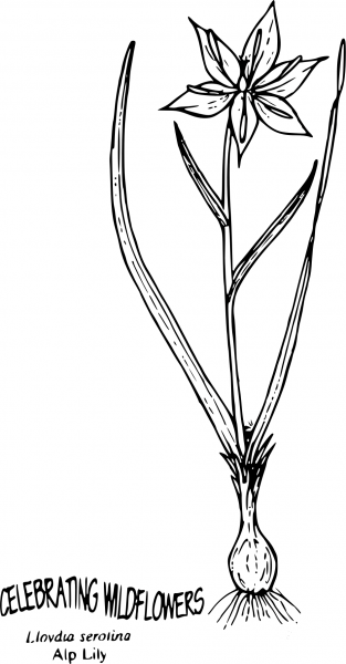 Vintage Lloydia Serotina coloring page image