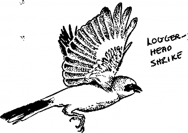 Vintage Logger Head Shrike coloring page image