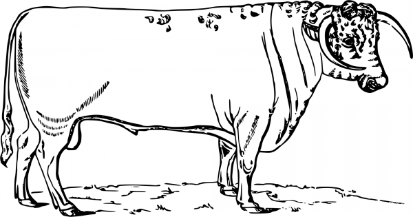 Vintage Longhorned Dishley Bull coloring page image