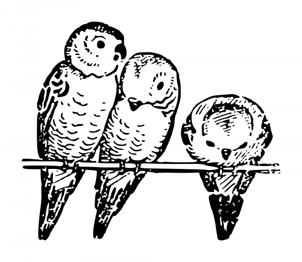 Vintage Lutz Parakeets Outline coloring page image