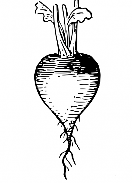 Vintage Lutz Radish Outline coloring page image