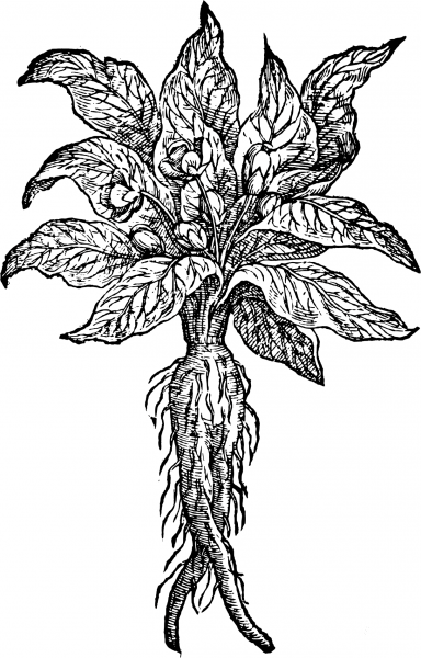 Vintage Mandragora coloring page image