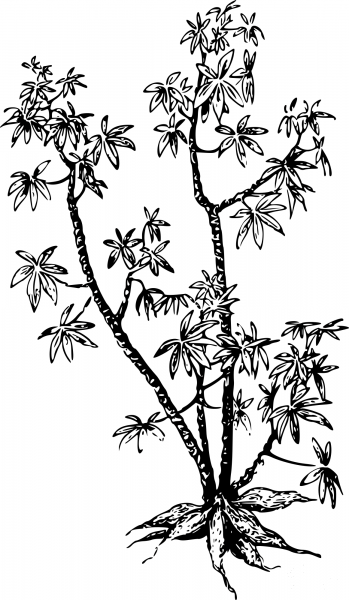 Vintage Manioc coloring page image