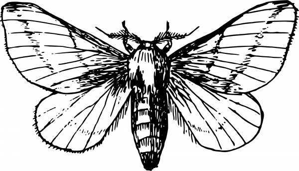 Vintage Maple Moth coloring page image