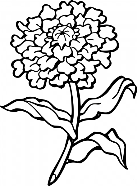Vintage Marigold coloring page image
