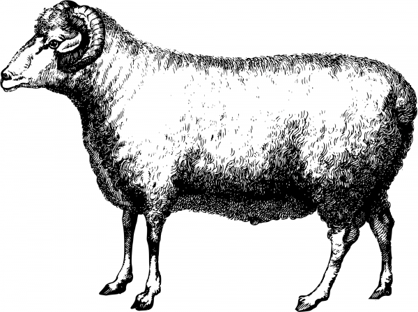 Vintage Merino Ram coloring page image
