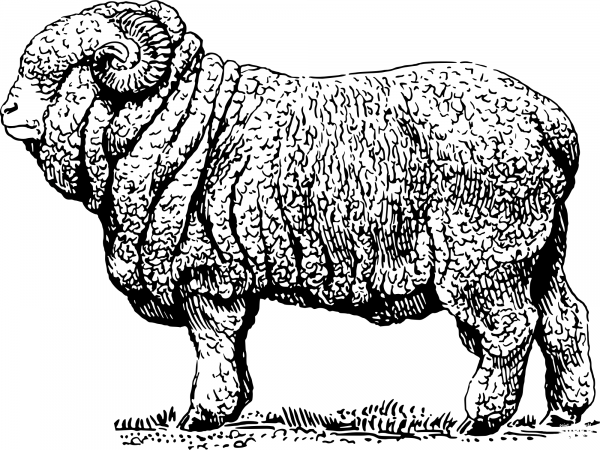 Vintage Merino Ram coloring page image