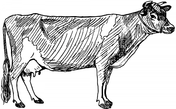 Vintage Milk Cow coloring page image