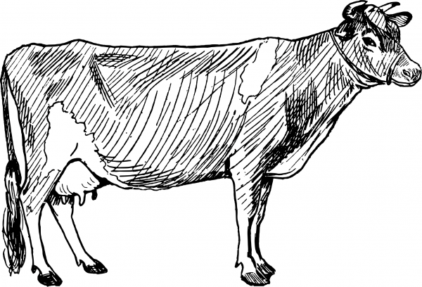 Vintage Milk Cow Goes Moo coloring page image