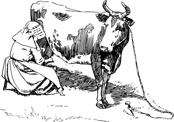 Vintage Milking the Cow coloring page image