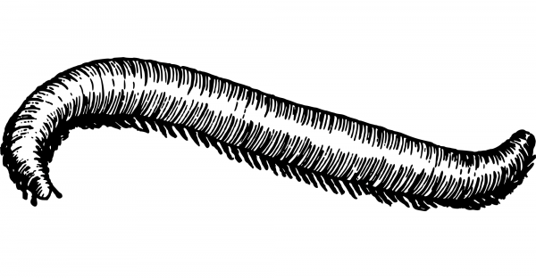 Vintage Millipede coloring page image