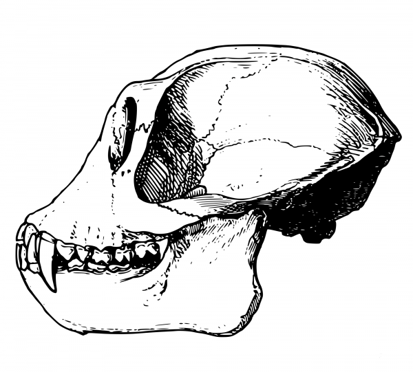 Vintage Monkey Skull coloring page image