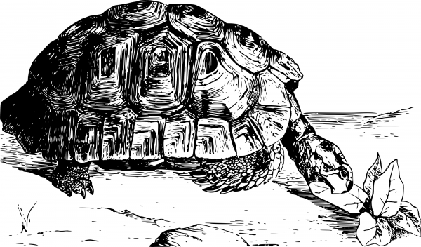 Vintage Moorish Tortoise coloring page image