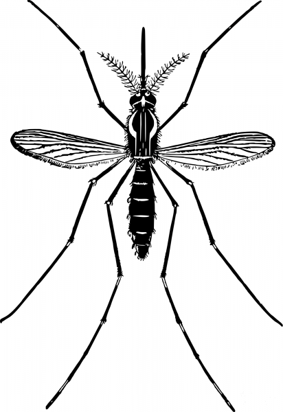 Vintage Mosquito coloring page image