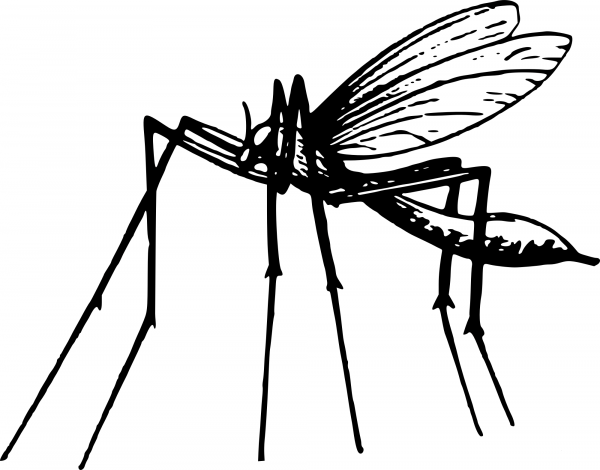 Vintage Mosquito coloring page image