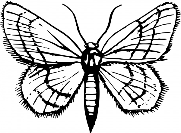 Vintage Moth coloring page image