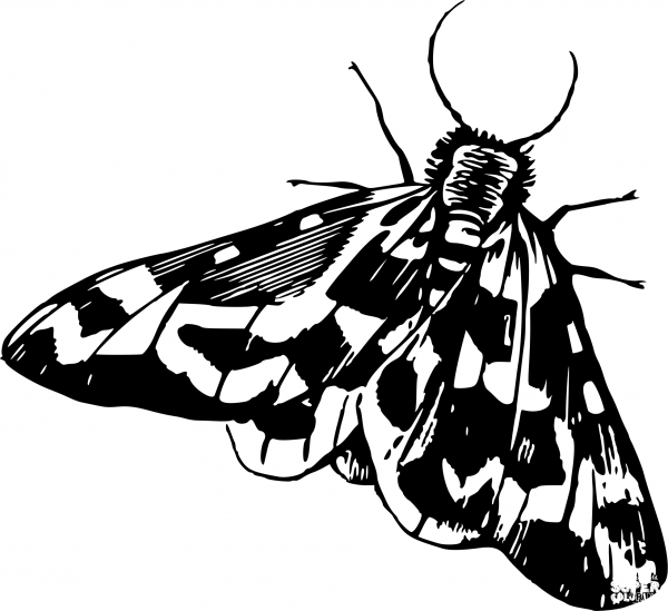 Vintage Moth coloring page image