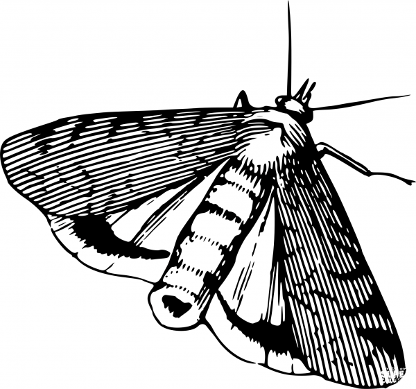 Vintage Moth coloring page image