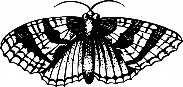 Vintage Moth coloring page image