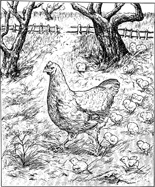Vintage Mother Hen and Chicks coloring page image