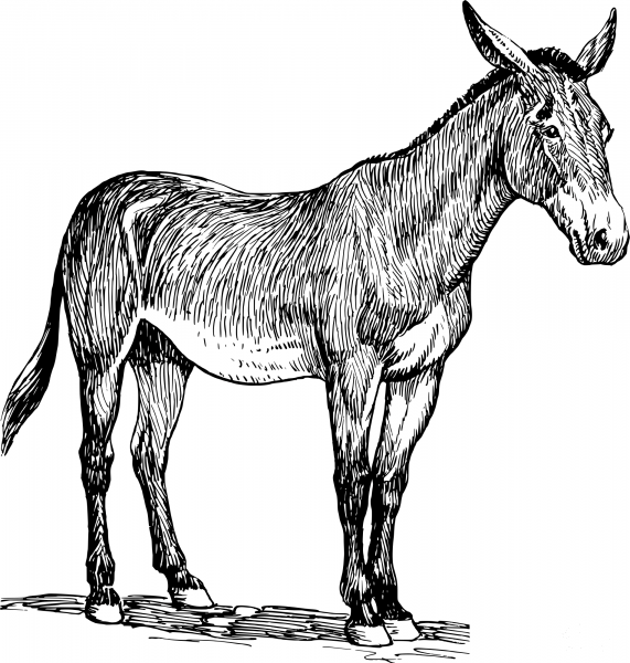 Vintage Mule coloring page image