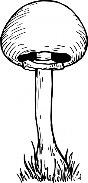 Vintage Mushroom coloring page image