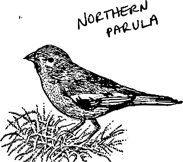 Vintage Northern Parula coloring page image