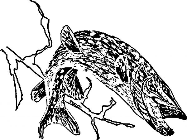 Vintage Northern Pike coloring page image
