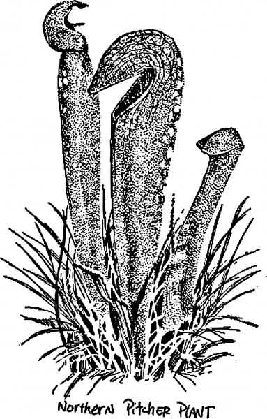 Vintage Northern Pitcher Plant coloring page image