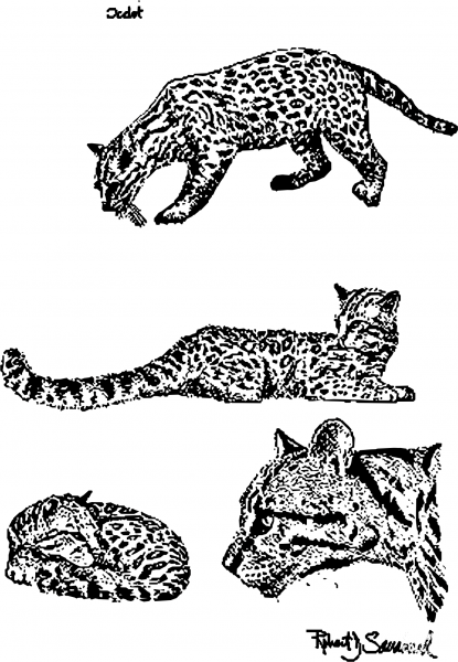 Vintage Ocelots coloring page image