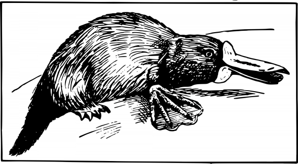 Vintage Odd Platypus coloring page image