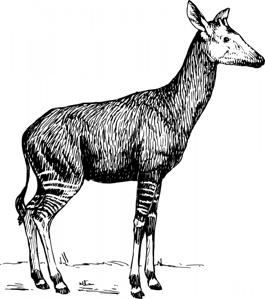 Vintage Okapi coloring page image