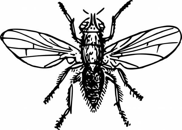 Vintage Onion Fly coloring page image