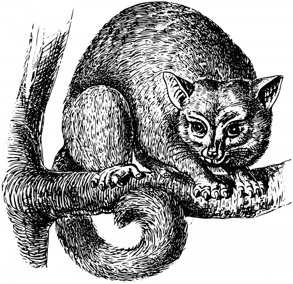 Vintage Opossum coloring page image