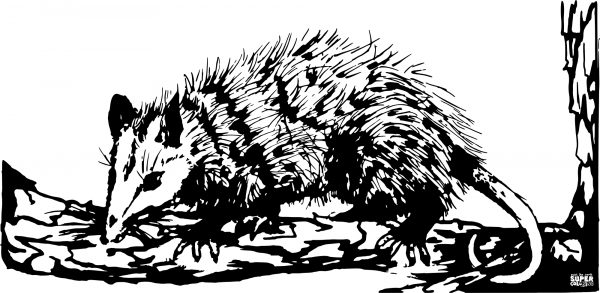 Vintage Opossum coloring page image