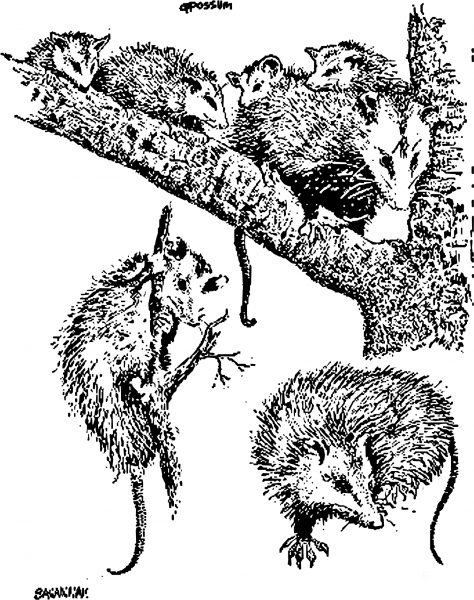 Vintage Oppossum coloring page image