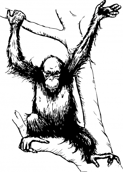 Vintage Orangutan coloring page image